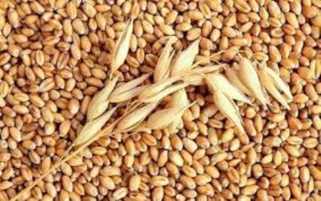 Nhập khẩu lúa mì - Công Ty Cổ Phần OTRAN Việt Nam